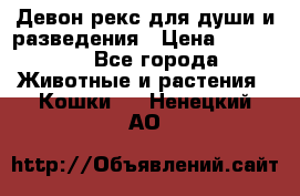 Девон рекс для души и разведения › Цена ­ 20 000 - Все города Животные и растения » Кошки   . Ненецкий АО